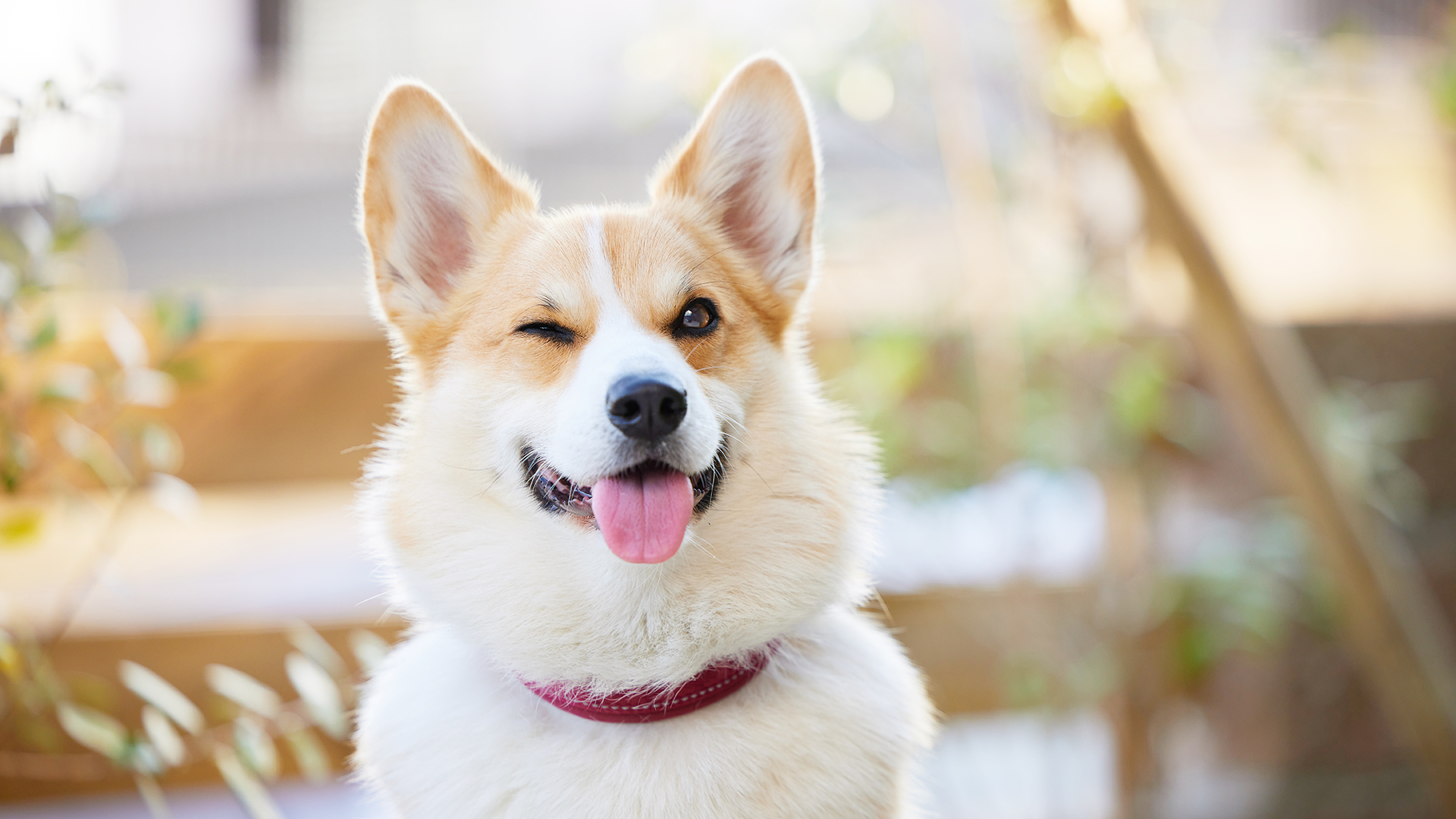 ウインクする犬コーギー